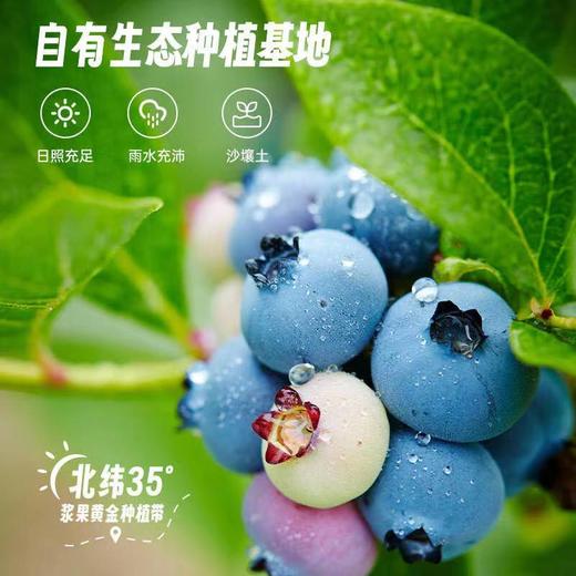 沃田蓝莓原浆50ml*10 商品图4