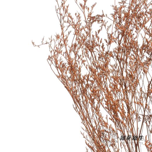 永生花材 | 情人草橙色 商品图1
