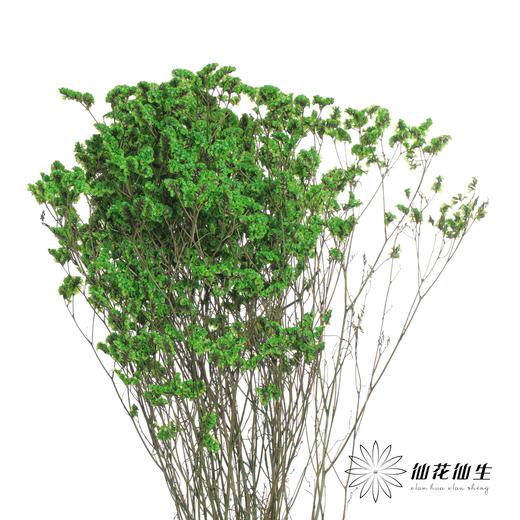 永生花材 | 水晶草绿色 商品图1