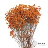 永生花材 | 水晶草橙色 商品缩略图2