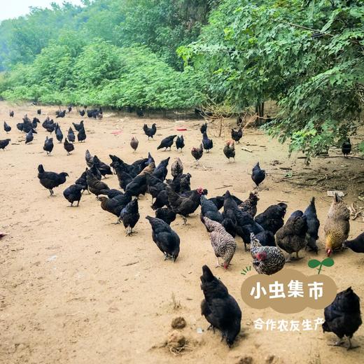 沃野生态溜达鸡 现有五黑母鸡  |  合作农友生产，产自陕西咸阳，生产者：郑力行 *【公平贸易农人定价】 商品图1