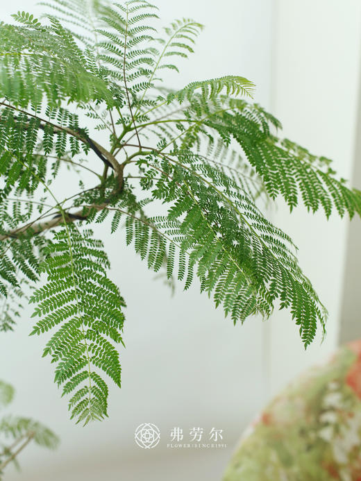 造型蓝花楹 商品图3