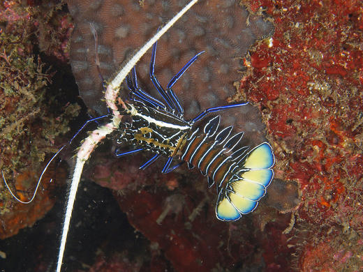 白须龙虾 商品图2