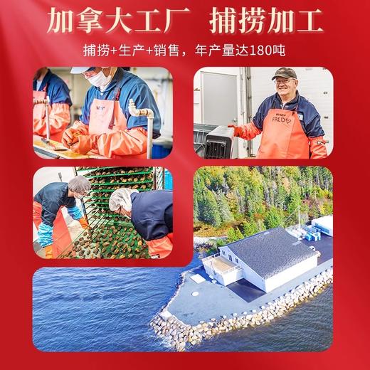 ROSALYN 珞参麟 北极野生干海参 12年参龄 整筒参 150克金色礼盒 商品图2