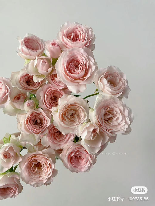 国产玫瑰-【仙子之吻】鑫卉源A 商品图1