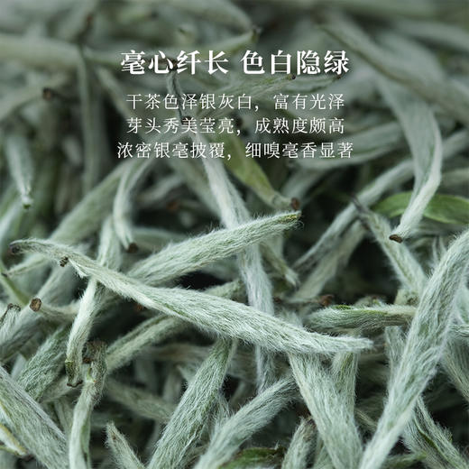 「北路白茶」天杏 福鼎白茶白毫银针2024年散茶高山高档茶叶250g 商品图1