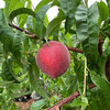 【云南·红宝石蜜桃】桃香十足，外形圆润，一桃两吃，甜脆的，软甜多汁，甘甜的桃汁在口中弥漫 商品缩略图3