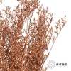 永生花材 | 情人草橙色 商品缩略图3