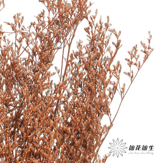永生花材 | 情人草橙色 商品图3