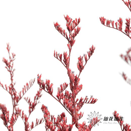 永生花材 | 情人草玫红 商品图2