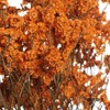 永生花材 | 水晶草橙色 商品缩略图1