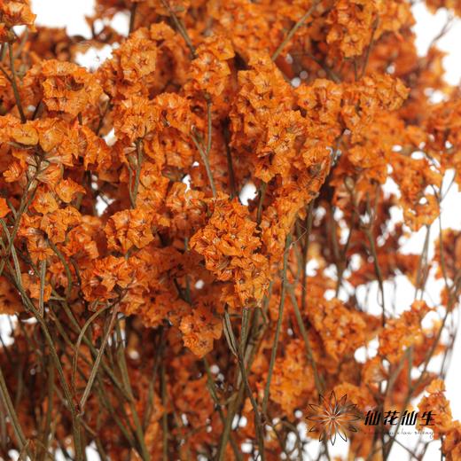 永生花材 | 水晶草橙色 商品图1