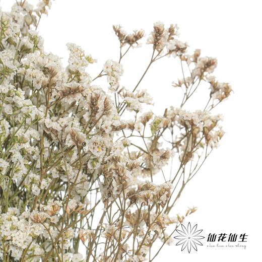 永生花材 | 水晶草白色 商品图2