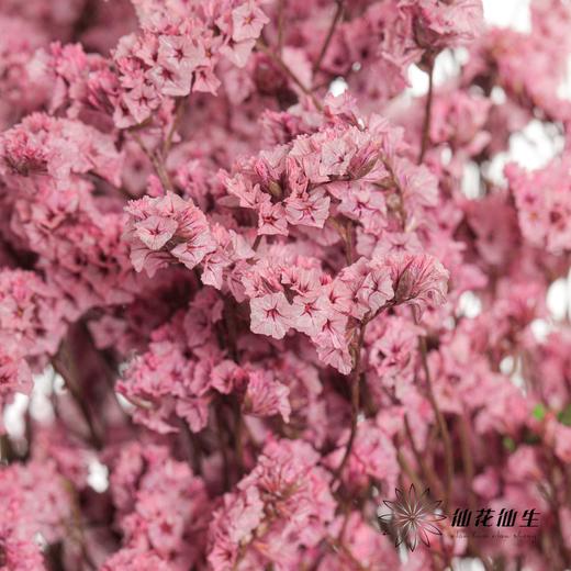 永生花材 | 水晶草粉色 商品图2