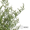 永生花材 | 情人草绿色 商品缩略图1