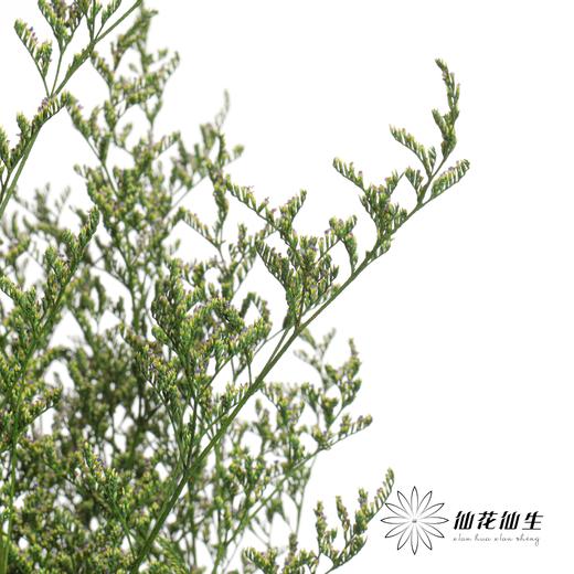 永生花材 | 情人草绿色 商品图1