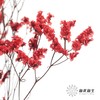 永生花材 | 水晶草红色 商品缩略图1