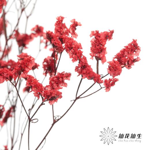 永生花材 | 水晶草红色 商品图1