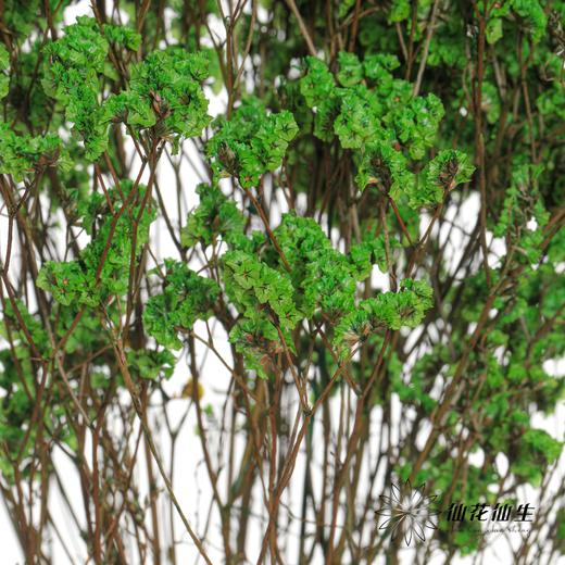 永生花材 | 水晶草绿色 商品图3