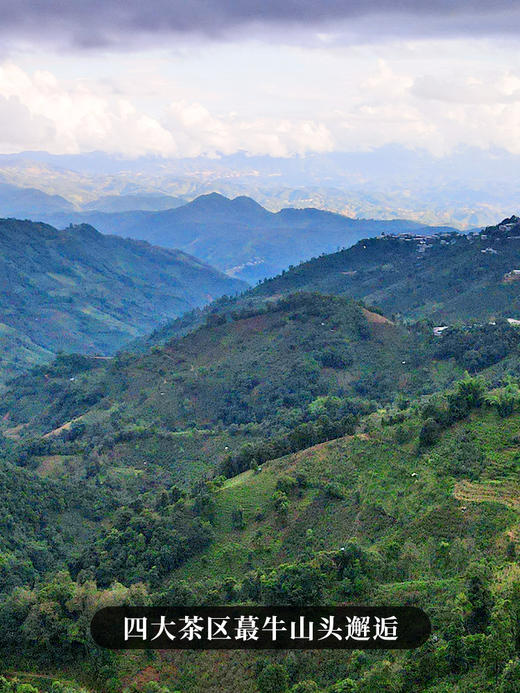 【六六大顺】四大茶区蕞牛山头完美邂逅 放弃利润 赔钱做半价 500g/砖 每个ID限购10砖 拍5发6 商品图9