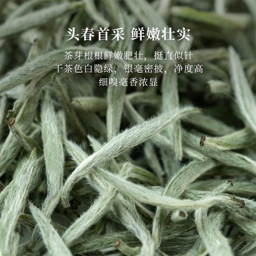 「北路白茶」杏雨梨花 福鼎白茶白毫银针明前茶叶特级2024新茶250g 商品图1