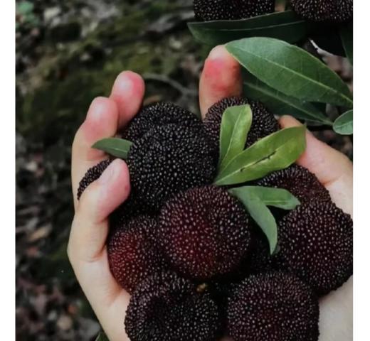 荸荠梅1000g 商品图0