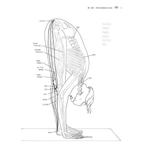 瑜伽体式解剖涂色书 汪黎明 许捷 刘应红 译 趣学解剖强化训练 瑜伽体式 瑜伽解剖 运动康复 北京科学技术出版社9787571437367 商品图2
