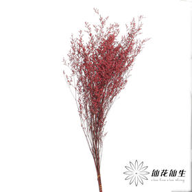 永生花材 | 情人草玫红