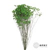 永生花材 | 水晶草绿色 商品缩略图0