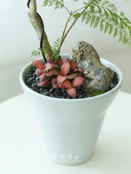 造型蓝花楹 商品图1