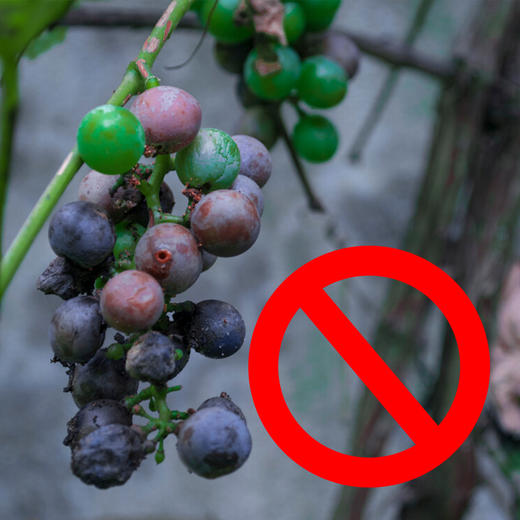 葡萄防烂果包   佳果+益唯特+美妞  一套兑水10壶 商品图2