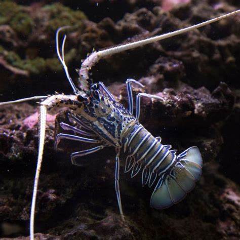 白须龙虾 商品图0