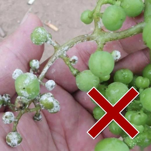 高等真菌防治包  佳果+益唯特  一套兑水10壶 商品图2