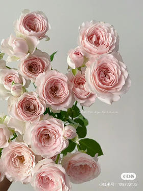 国产玫瑰-【仙子之吻】A