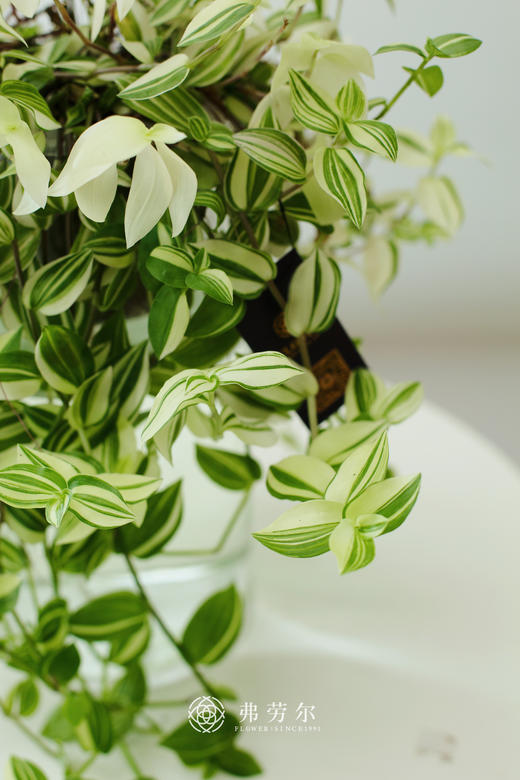 玻璃球水培吊竹梅 商品图1