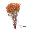 永生花材 | 水晶草橙色 商品缩略图0