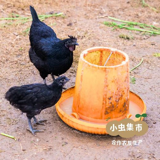 沃野生态溜达鸡 现有五黑母鸡  |  合作农友生产，产自陕西咸阳，生产者：郑力行 *【公平贸易农人定价】 商品图10
