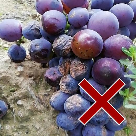 超强炭疽包    佳果+艳苗+溴菌腈   一套兑水300-400斤 商品图2