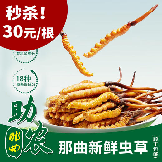 【限时秒杀】那曲新鲜冬虫夏草（5根装）顺丰包邮，3套起发 商品图0