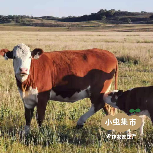 锡林郭勒生态牛肉干 250g/袋 | 合作农友生产，产自内蒙古锡林郭勒盟东部乌珠穆沁草原，生产者：何梅 *【公平贸易农人定价】 商品图12