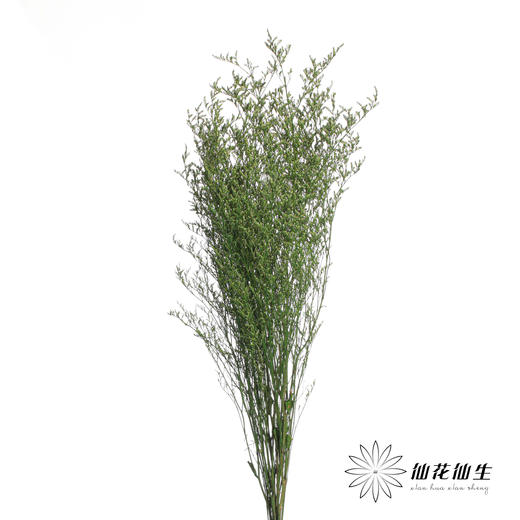 永生花材 | 情人草绿色 商品图0