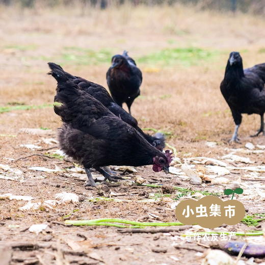沃野生态溜达鸡 现有五黑母鸡  |  合作农友生产，产自陕西咸阳，生产者：郑力行 *【公平贸易农人定价】 商品图12