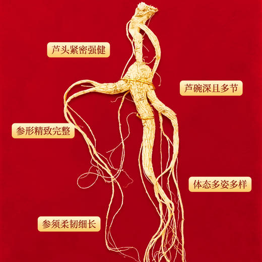 【长白山人参】林下山参开窗礼盒3g/4g/5g 商品图3