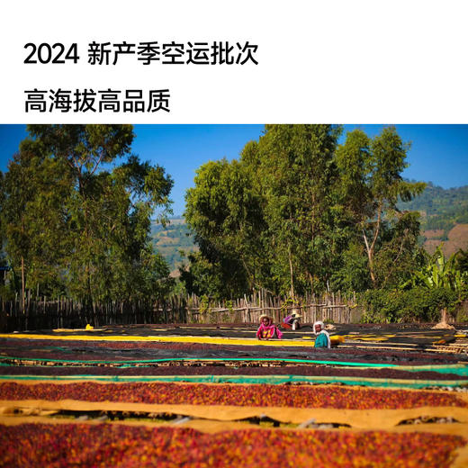 埃塞 如目达摩 水洗 G1 甄选手冲咖啡豆 商品图2