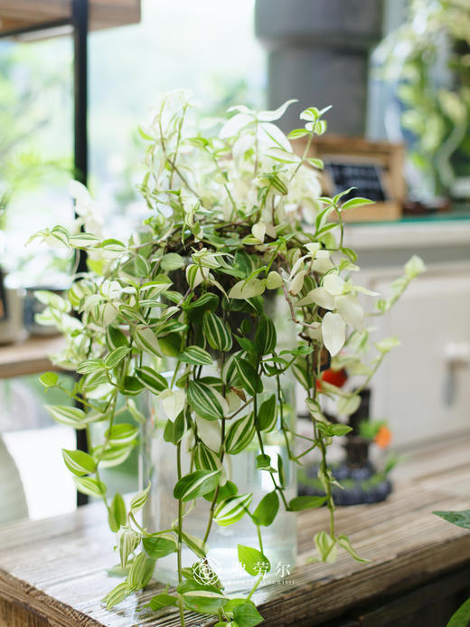 玻璃球水培吊竹梅 商品图2