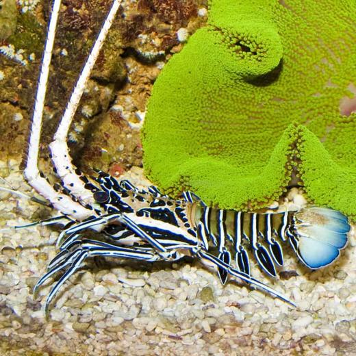 白须龙虾 商品图1