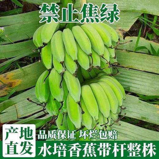 网红水培盆栽小米蕉香蕉带把可观赏食用桌面绿植禁止蕉绿 商品图2