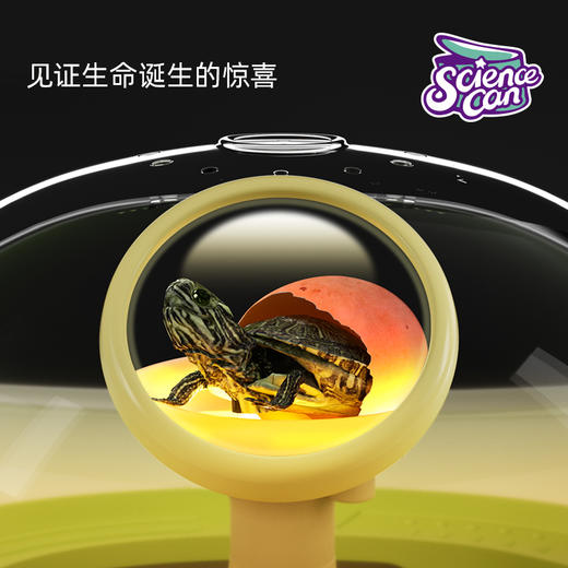 【代发】科学罐头乌龟孵化仓（包含2个乌龟蛋）----注意：乌龟舱和乌龟蛋分开发货 商品图5