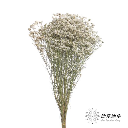 永生花材 | 水晶草白色 商品图0