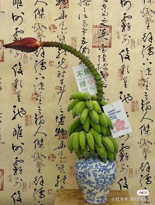 小清新花卉挂牌吊卡---绿植卡片 商品图4